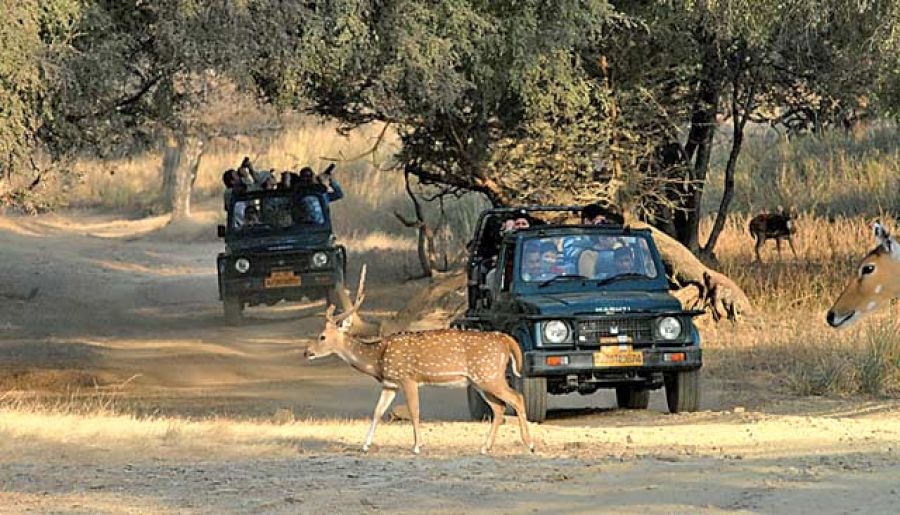 Ranthambore